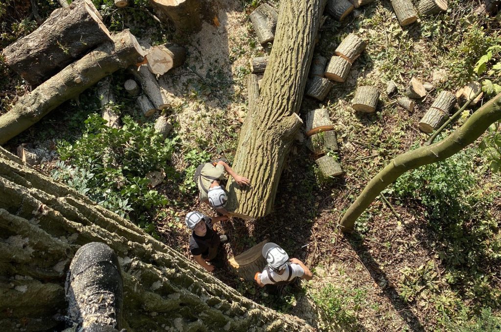 Bomen kappen Rotterdam