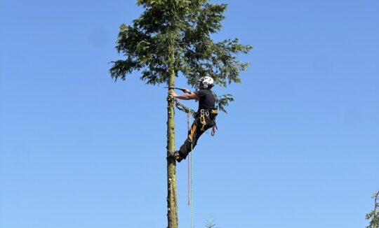 Foto van de blog Bomen kappen in Rotterdam van Elenbaas boombverzorging