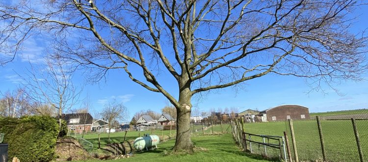 Ga verder naar de blog Eerste onderhoud aan een Eik van Elenbaas boombverzorging