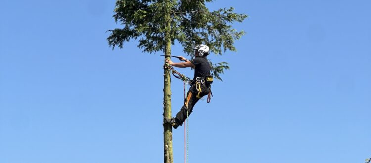 Ga verder naar de blog Bomen kappen in Rotterdam van Elenbaas boombverzorging